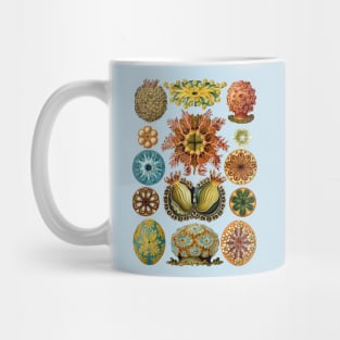 Ernst Haeckel Ascidiae Sea Squirts Natural Mug